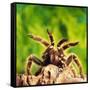 Tarantula, Bird-Eating Spider-Andy Teare-Framed Stretched Canvas