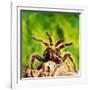 Tarantula, Bird-Eating Spider-Andy Teare-Framed Photographic Print