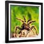 Tarantula, Bird-Eating Spider-Andy Teare-Framed Photographic Print