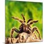 Tarantula, Bird-Eating Spider-Andy Teare-Mounted Photographic Print