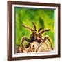 Tarantula, Bird-Eating Spider-Andy Teare-Framed Photographic Print