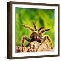 Tarantula, Bird-Eating Spider-Andy Teare-Framed Photographic Print