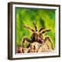 Tarantula, Bird-Eating Spider-Andy Teare-Framed Photographic Print