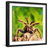 Tarantula, Bird-Eating Spider-Andy Teare-Framed Photographic Print