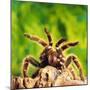 Tarantula, Bird-Eating Spider-Andy Teare-Mounted Photographic Print