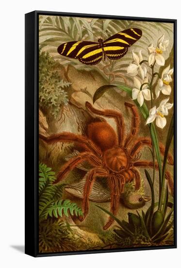 Tarantula - Bird Eating Spider-F.W. Kuhnert-Framed Stretched Canvas
