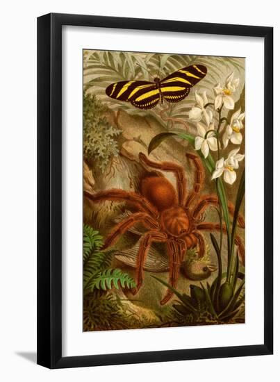 Tarantula - Bird Eating Spider-F.W. Kuhnert-Framed Art Print