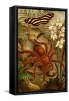 Tarantula - Bird Eating Spider-F.W. Kuhnert-Framed Stretched Canvas