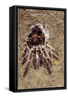 Tarantula, Chilean Rose Bird-Eating Spider Moulting-null-Framed Stretched Canvas