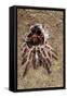 Tarantula, Chilean Rose Bird-Eating Spider Moulting-null-Framed Stretched Canvas