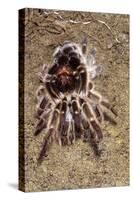 Tarantula, Chilean Rose Bird-Eating Spider Moulting-null-Stretched Canvas