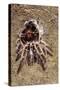 Tarantula, Chilean Rose Bird-Eating Spider Moulting-null-Stretched Canvas