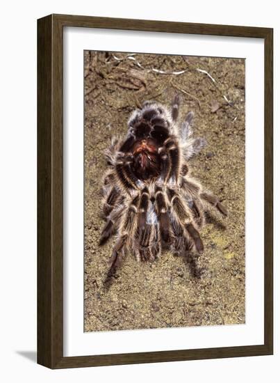 Tarantula, Chilean Rose Bird-Eating Spider Moulting-null-Framed Photographic Print