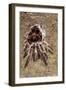 Tarantula, Chilean Rose Bird-Eating Spider Moulting-null-Framed Photographic Print