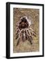 Tarantula, Chilean Rose Bird-Eating Spider Moulting-null-Framed Photographic Print