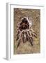 Tarantula, Chilean Rose Bird-Eating Spider Moulting-null-Framed Photographic Print