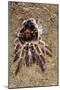 Tarantula, Chilean Rose Bird-Eating Spider Moulting-null-Mounted Photographic Print