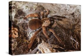 Tarantula Spider, Arenal, Alajuela Province, Costa Rica, Central America-Rob Francis-Stretched Canvas