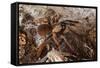 Tarantula Spider, Arenal, Alajuela Province, Costa Rica, Central America-Rob Francis-Framed Stretched Canvas