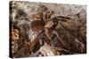 Tarantula Spider, Arenal, Alajuela Province, Costa Rica, Central America-Rob Francis-Stretched Canvas