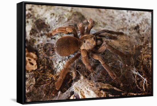 Tarantula Spider, Arenal, Alajuela Province, Costa Rica, Central America-Rob Francis-Framed Stretched Canvas