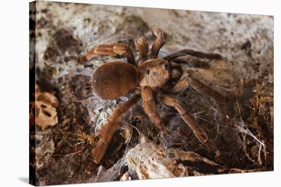 Tarantula Spider, Arenal, Alajuela Province, Costa Rica, Central America-Rob Francis-Stretched Canvas