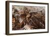 Tarantula Spider, Arenal, Alajuela Province, Costa Rica, Central America-Rob Francis-Framed Photographic Print