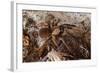 Tarantula Spider, Arenal, Alajuela Province, Costa Rica, Central America-Rob Francis-Framed Photographic Print