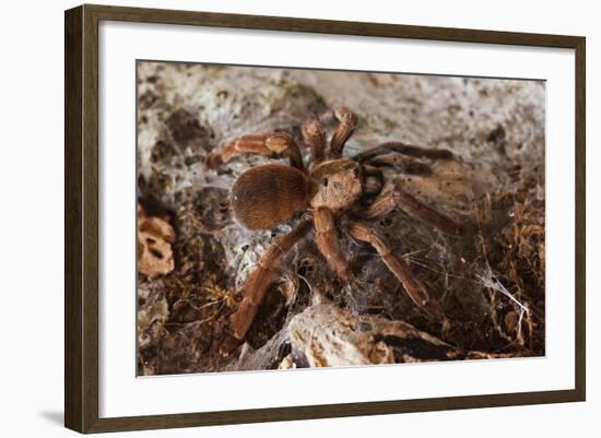 Tarantula Spider, Arenal, Alajuela Province, Costa Rica, Central America-Rob Francis-Framed Photographic Print