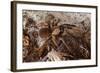 Tarantula Spider, Arenal, Alajuela Province, Costa Rica, Central America-Rob Francis-Framed Photographic Print