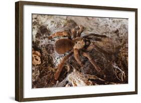 Tarantula Spider, Arenal, Alajuela Province, Costa Rica, Central America-Rob Francis-Framed Photographic Print