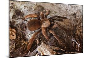 Tarantula Spider, Arenal, Alajuela Province, Costa Rica, Central America-Rob Francis-Mounted Photographic Print