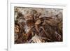 Tarantula Spider, Arenal, Alajuela Province, Costa Rica, Central America-Rob Francis-Framed Photographic Print
