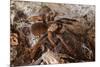 Tarantula Spider, Arenal, Alajuela Province, Costa Rica, Central America-Rob Francis-Mounted Photographic Print