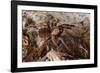 Tarantula Spider, Arenal, Alajuela Province, Costa Rica, Central America-Rob Francis-Framed Photographic Print