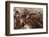 Tarantula Spider, Arenal, Alajuela Province, Costa Rica, Central America-Rob Francis-Framed Photographic Print