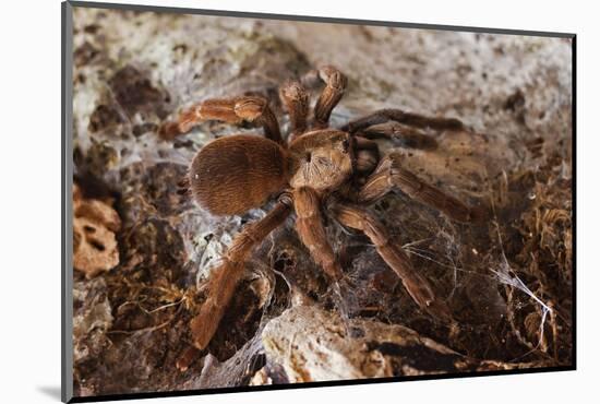 Tarantula Spider, Arenal, Alajuela Province, Costa Rica, Central America-Rob Francis-Mounted Photographic Print