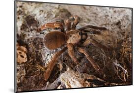 Tarantula Spider, Arenal, Alajuela Province, Costa Rica, Central America-Rob Francis-Mounted Photographic Print