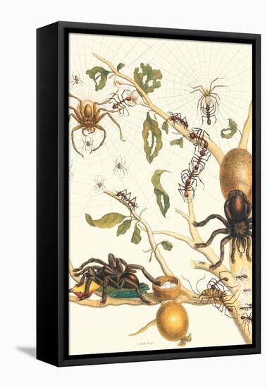 Tarantulas and Army Ants-Maria Sibylla Merian-Framed Stretched Canvas