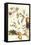 Tarantulas and Army Ants-Maria Sibylla Merian-Framed Stretched Canvas