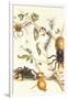 Tarantulas and Army Ants-Maria Sibylla Merian-Framed Art Print