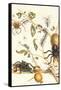 Tarantulas and Army Ants-Maria Sibylla Merian-Framed Stretched Canvas