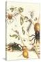 Tarantulas and Army Ants-Maria Sibylla Merian-Stretched Canvas