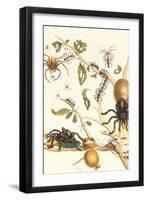 Tarantulas and Army Ants-Maria Sibylla Merian-Framed Art Print