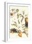 Tarantulas and Army Ants-Maria Sibylla Merian-Framed Art Print