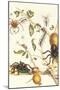 Tarantulas and Army Ants-Maria Sibylla Merian-Mounted Art Print