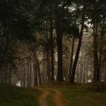 Beautiful Morning in the Misty Autumn Forest-Taras Lesiv-Laminated Photographic Print