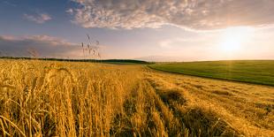 Poppy's Field in Bloom at Summer Morning-Taras Lesiv-Photographic Print