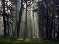 Misty Autumn Forest with Pine Trees-Taras Lesiv-Mounted Photographic Print