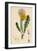 Taraxacum Officinale Var. Genuinum Common Dandelion Var. A-null-Framed Giclee Print